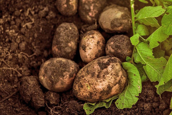В каком уходе нуждается сорт картофеля Рокко, чтобы получить богатый урожай